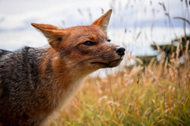 Patagonian fox portrait in Punta Arenas, Chile. (Lycalopex culpaeus)