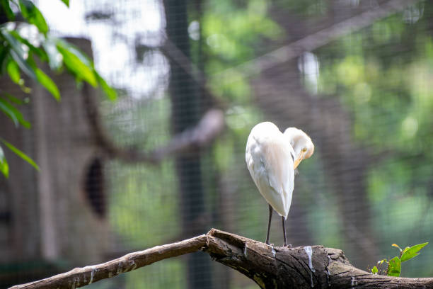 white egret crane in the morning