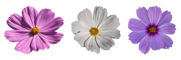 istock Collection of cosmos flower isolated on white background, clipping path 2201195122
