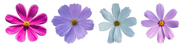 istock Collection of cosmos flower isolated on white background, clipping path 2201195224