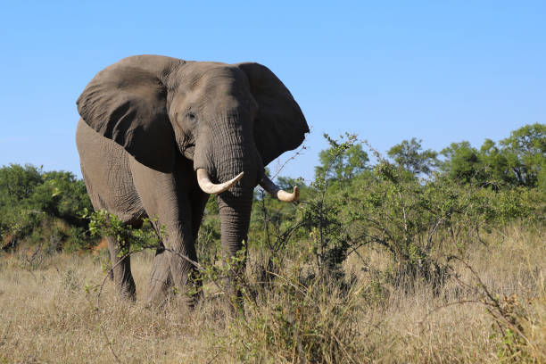 Afrikanischer Elefant / African elephant / Loxodonta africana
