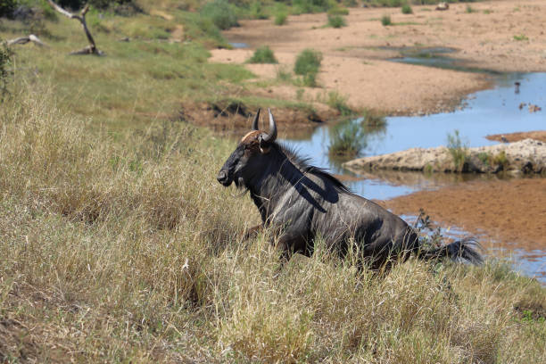istock Streifengnu / Blue wildebeest / Connochaetes taurinus 2201196407