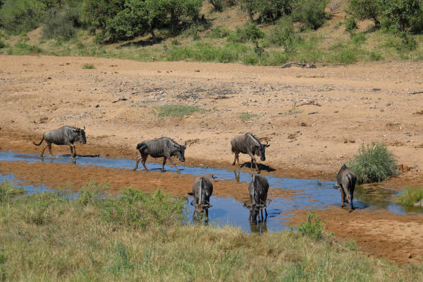 istock Streifengnu im Tsendze River/ Blue wildebeest in Tsendze River / Connochaetes taurinus 2201196479