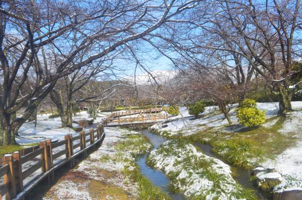 istock snowy park with dried trees near the river 2201196505