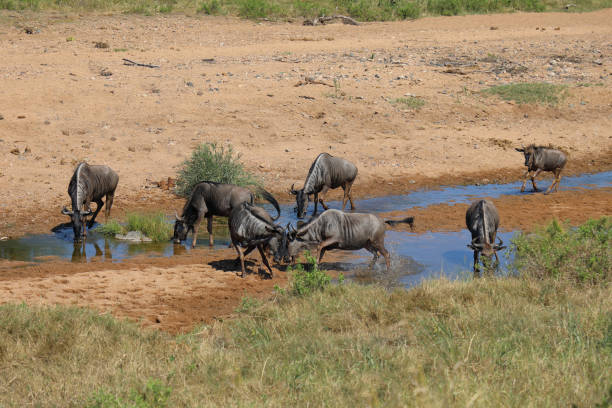 istock Streifengnu / Blue wildebeest / Connochaetes taurinus 2201196570