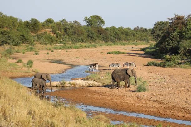 istock Afrikanischer Elefant und Steppenzebra im Tsendze River/ African elephant  and Burchell's zebra in Tsendze River / Loxodonta africana et Equus quagga burchellii 2201197361