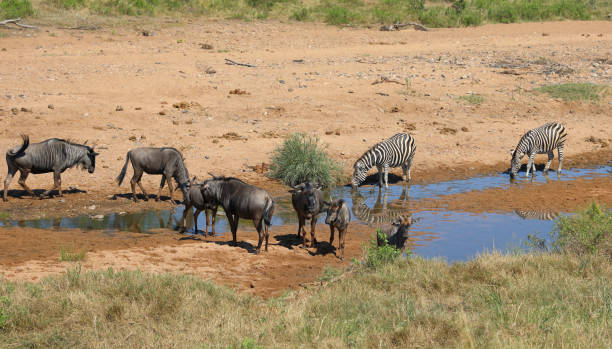 istock Streifengnu und Steppenzebra im Tsendze River/ Blue wildebeest and Burchell's zebra in Tsendze River / Connochaetes taurinus et Equus quagga burchellii 2201197421