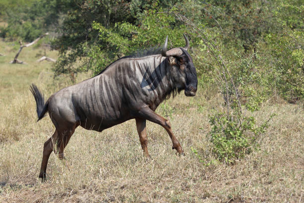 istock Streifengnu / Blue wildebeest / Connochaetes taurinus 2201197841