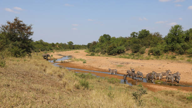istock Afrikanischer Elefant und Steppenzebra im Tsendze River/ African elephant  and Burchell's zebra in Tsendze River / Loxodonta africana et Equus quagga burchellii 2201197905