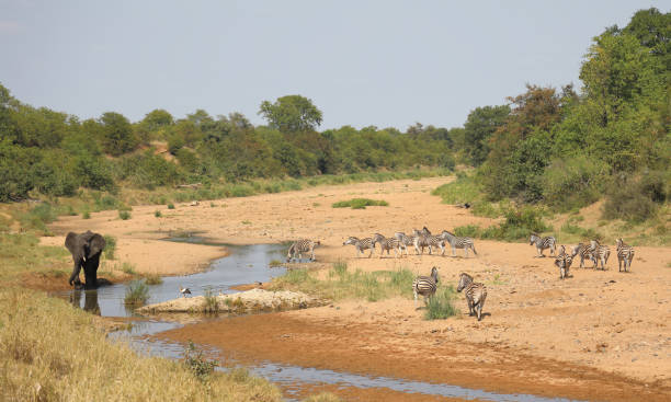 istock Afrikanischer Elefant und Steppenzebra im Tsendze River/ African elephant  and Burchell's zebra in Tsendze River / Loxodonta africana et Equus quagga burchellii 2201198018