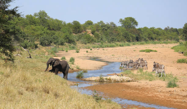 istock Afrikanischer Elefant und Steppenzebra im Tsendze River/ African elephant  and Burchell's zebra in Tsendze River / Loxodonta africana et Equus quagga burchellii 2201198145