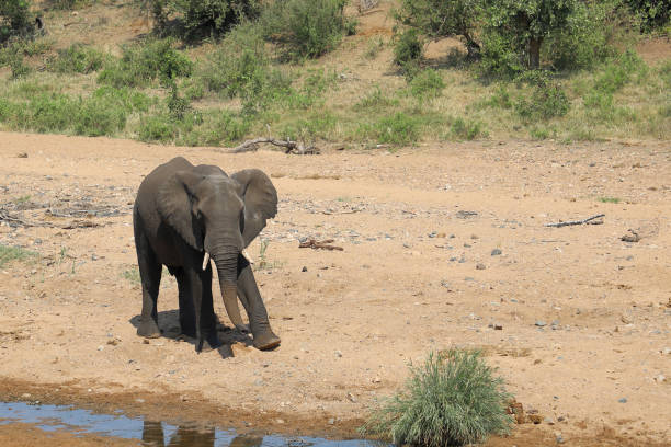 Wild Elephants in the wild