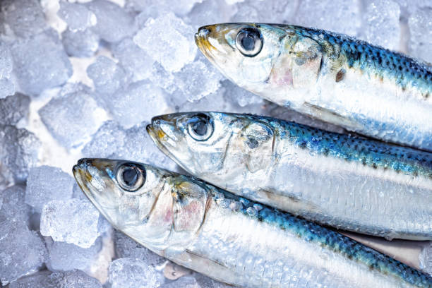 istock Fresh Sardines on Ice – Seafood Market Display 2201199206