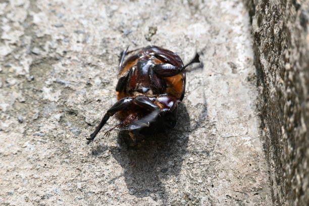 istock Dung beetles are beetles that eat feces. 2201200575