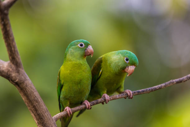 istock Crimson-fronted Parakeet in Costa Rica 2201202139