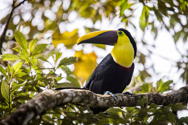 istock Black mandibled toucan Costa Rica 2201202338