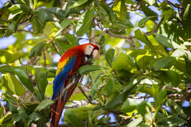istock Scarlet Macaw in tree in Costa Rica 2201202463