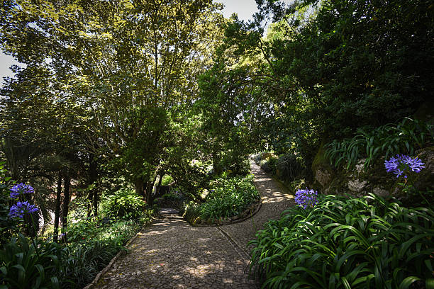 istock Tranquil Path Surrounded by Nature in Sintra Hills - Portugal 2201203296
