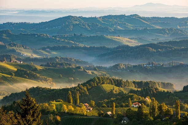 Misty morning over the rolling hills of the vineyards in Gamlitz, southern Austria. This area in the province of Styria is known for its wines and is located on the border with Slovenia.