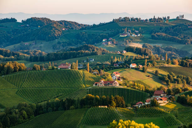 Rolling hills with vineyards at sunset in Gamlitz in the Styria province of Austria. This area is famous for its wine making.