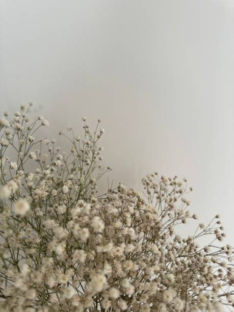 istock Delicate white flowers against a soft neutral background 2201205120