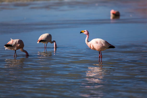 Pink flamingos in a lagoon in Bolivia
