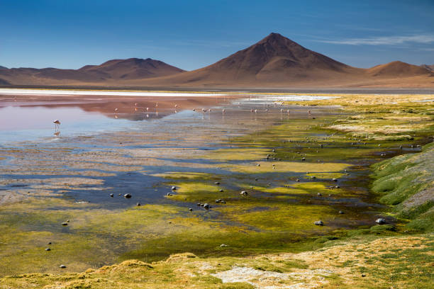 istock Laguna Colorada in Bolivia 2201206049