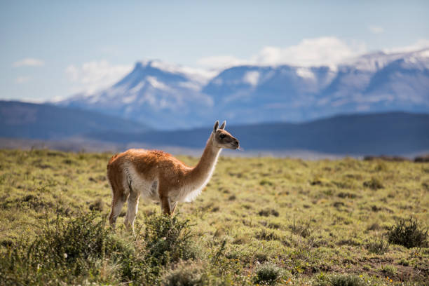 istock Guanaco in the Andes in Chile 2201206579