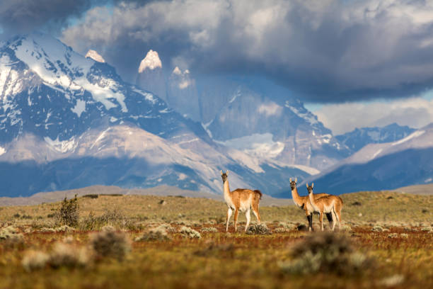 Guanacos at Torres del Paine, Chile