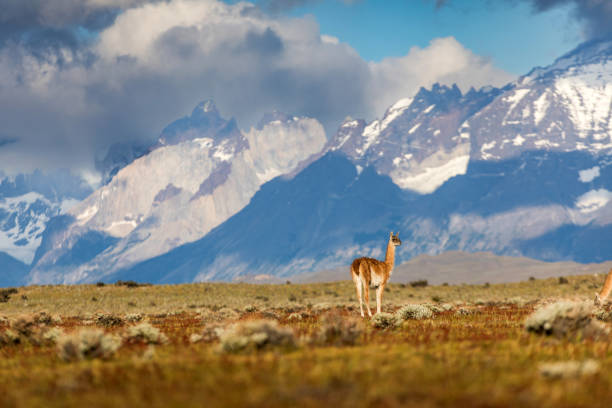 istock Lonely guanaco in Torres del Paine, Chile 2201207108