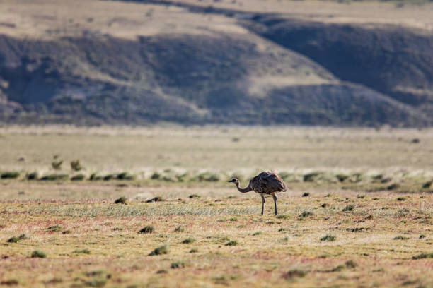 South american ostrich walking in Torres del Paine National Park in Patagonia, Chile