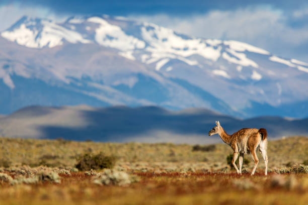 istock Guanaco walking in Torres del Paine, Chile 2201207176