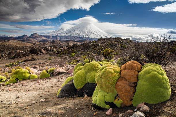 Parinacota volcano in Lauca National Park in Chile with bright green yaretas in the foreground