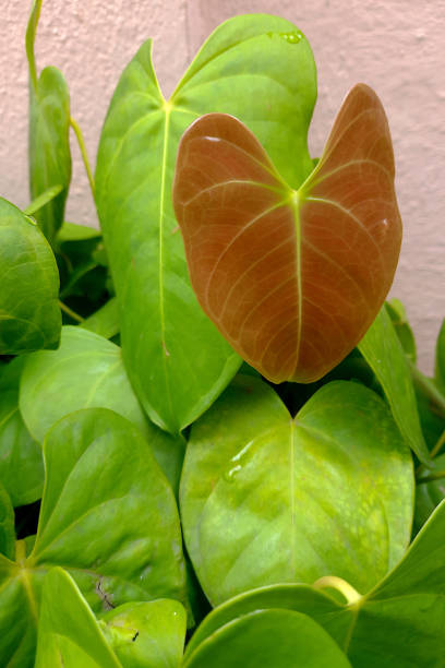 Closer view of leaves of Anthurium, Anthurium scherzerianum Schott, plant