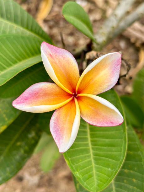 istock Tropical Frangipani Flower in Full Bloom 2201209216