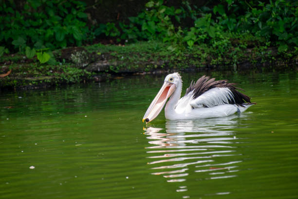 pelicans swimming in the pond