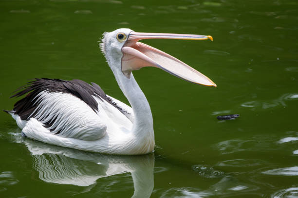 istock pelicans swimming in the pond 2201209356