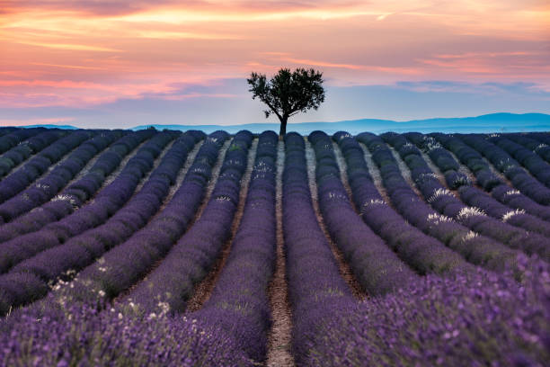 istock Tree in lavender fields of Valensole, France 2201209416