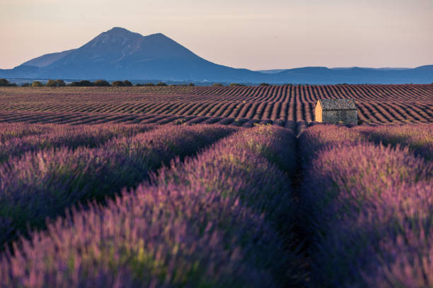istock Lavender fields of Valensole, France 2201209435