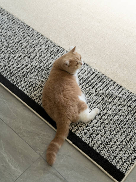 istock A cute British shorthair cat is lying on the carpet. 2201210763