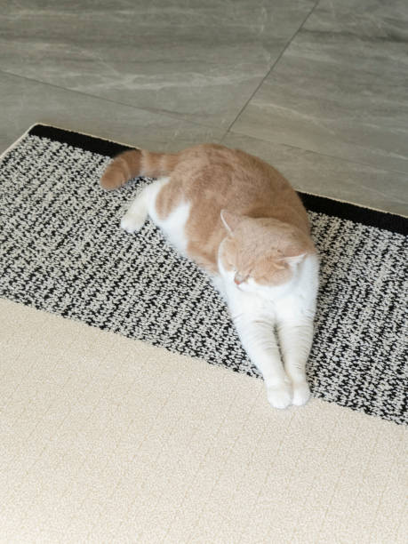 istock A cute British shorthair cat is lying on the carpet. 2201210778