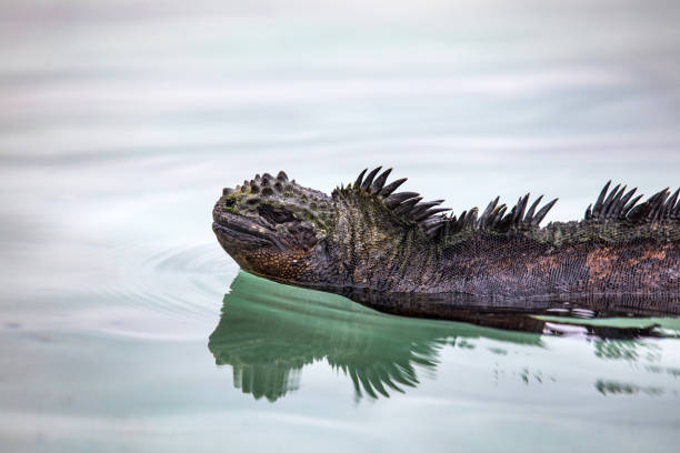 Marine iguana swimming near Garrapatero beach in Santa Cruz, Galapagos Islands