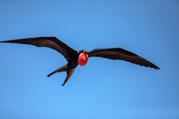 istock Magnificent frigatebird flying Galapagos 2201211619