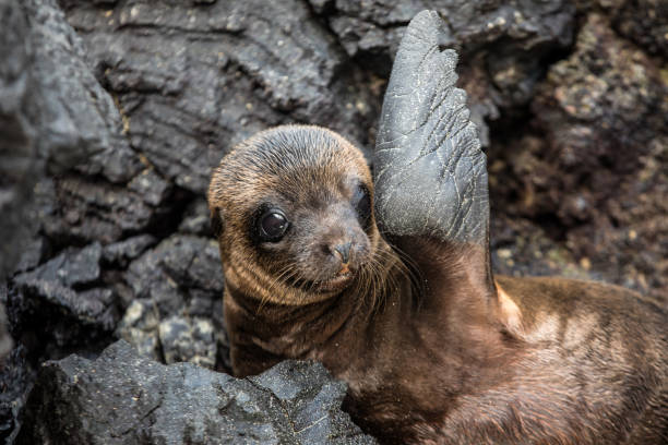 Close-up of a Galapagos sea lion pup