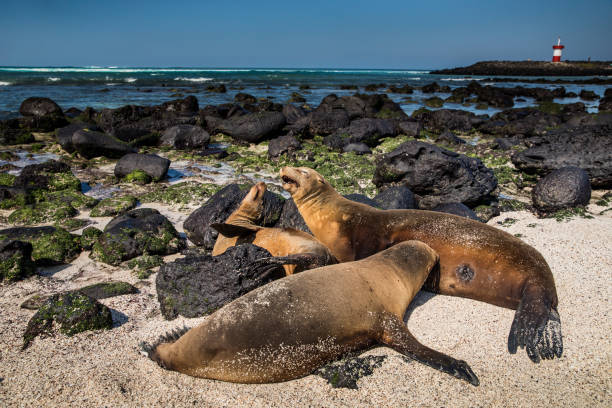 istock Galapagos sea lion family on beach 2201212162