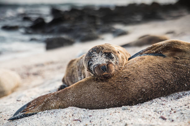 Sea lion pup in Galapagos on Loberia beach in San Cristobal
