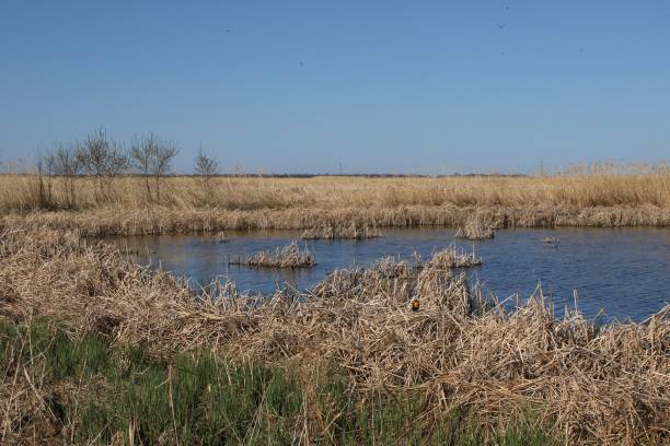 istock Wetland at Delta Beach, Manitoba, Canada 2201214687