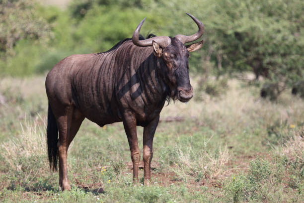 istock Streifengnu / Blue wildebeest / Connochaetes taurinus 2201215979
