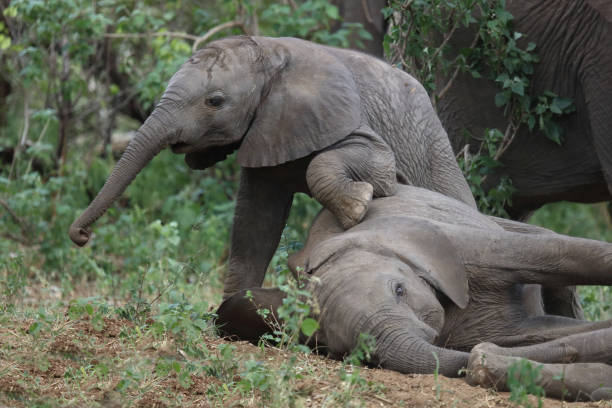 istock Afrikanischer Elefant / African elephant / Loxodonta africana 2201216594