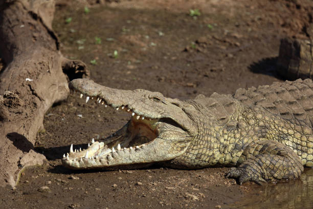 istock Nilkrokodil / Nile crocodile / Crocodylus niloticus 2201216622